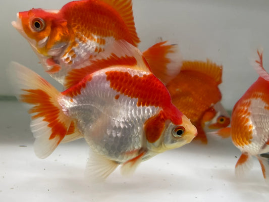 Assorted Ryukin Short Tail Goldfish