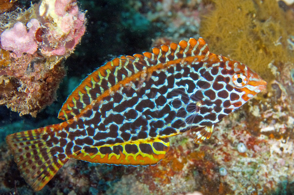 Meleagris Leopard Wrasse - Violet Sea Fish and Coral