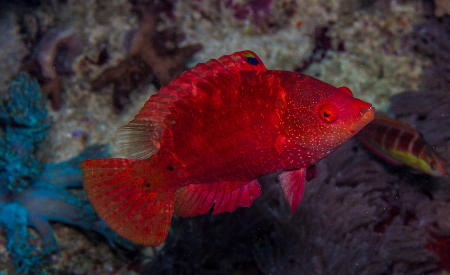 Longjaw Wrasse Size : SHOW 5"or Above - Violet Aquarium
