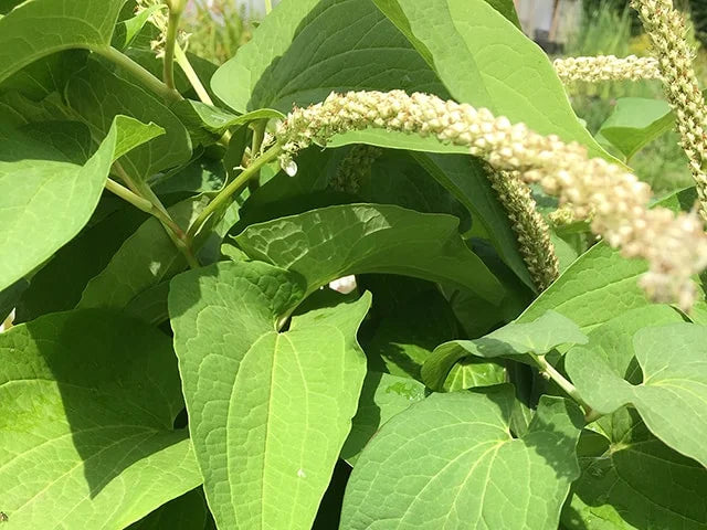 Lizard's Tail / Saururus cernuus