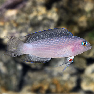Red Pelvic Fin Size: S 1" to 2"