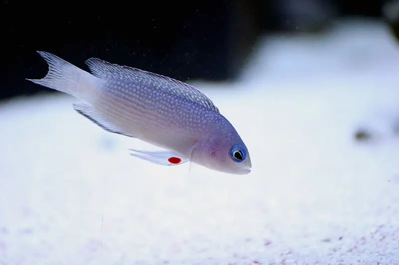 Red Pelvic Fin Size: S 1" to 2"