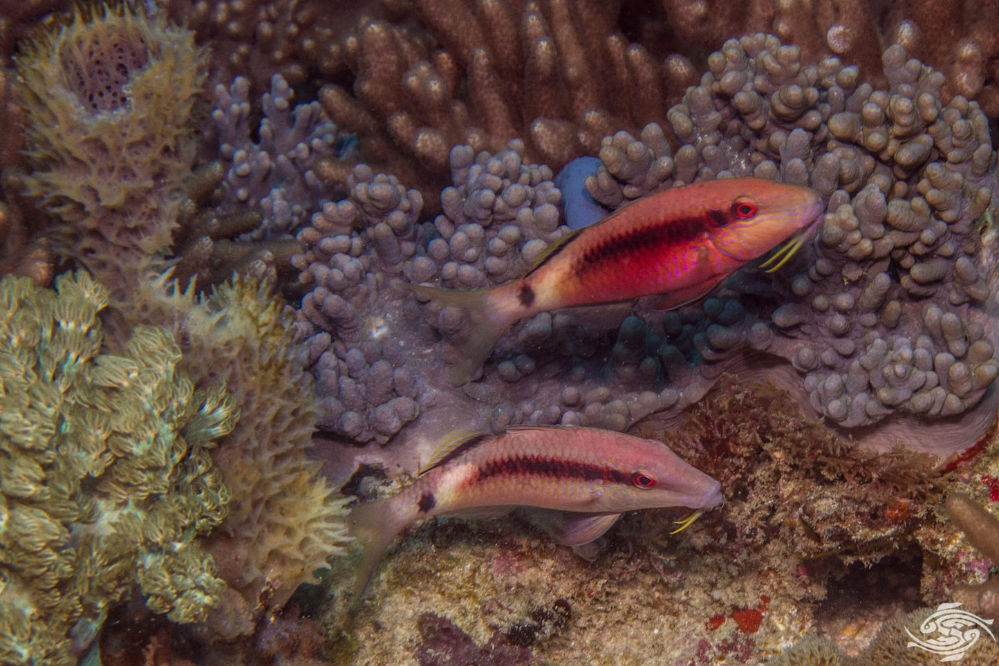 Longbarbel Goatfish
