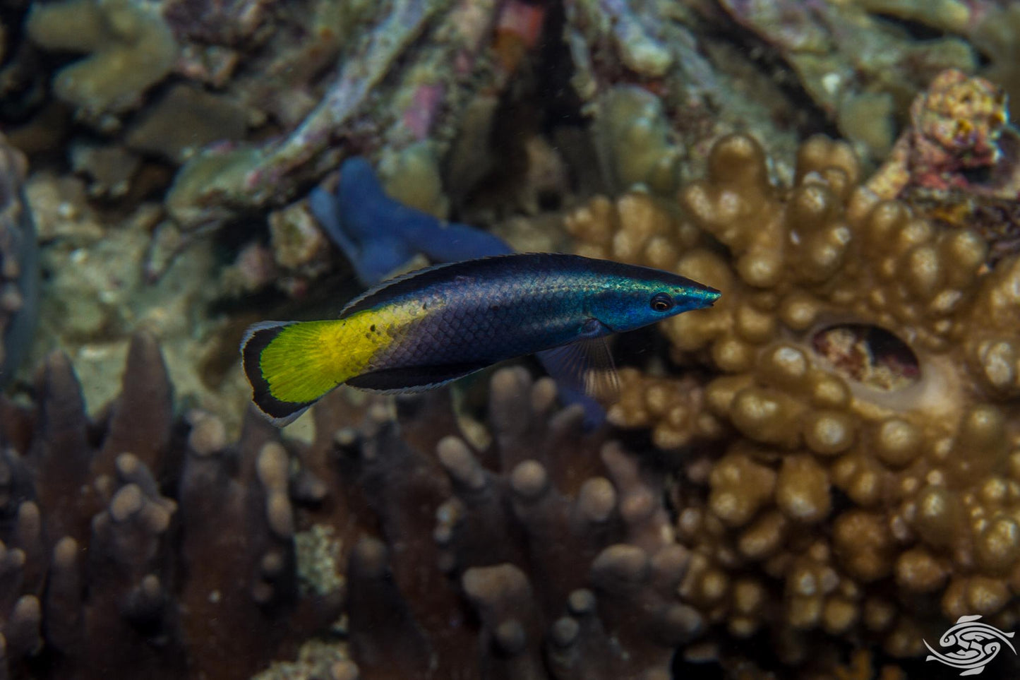 Bicolor Cleaner Wrasse Size: S 1" to 1.5" - Violet Aquarium 