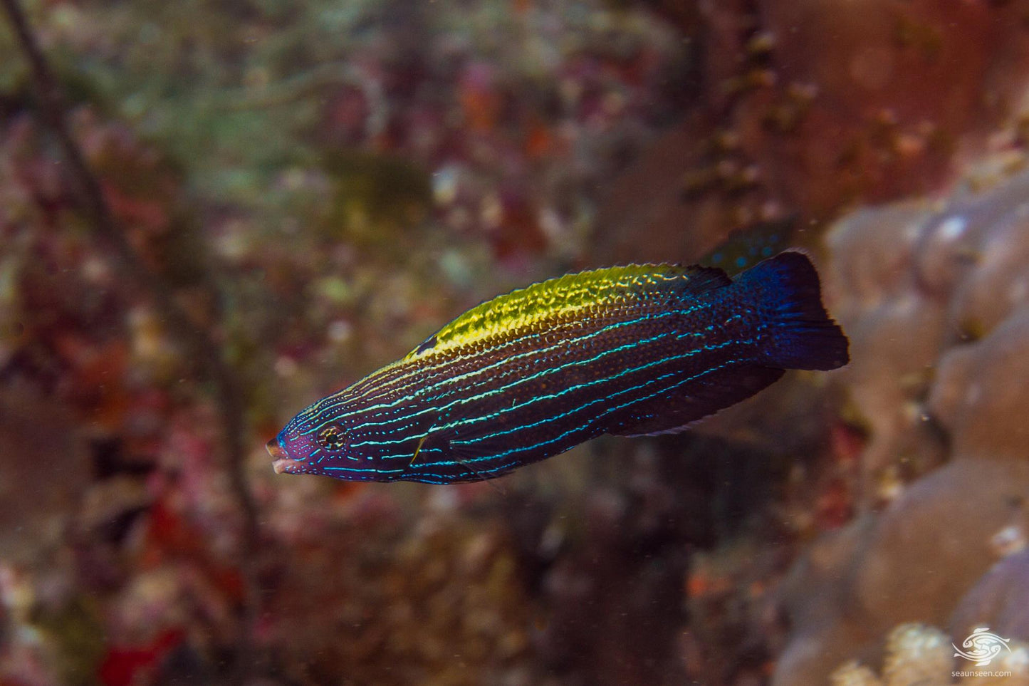 Allen's Tubelip Wrasse Size: M 1" to 2"