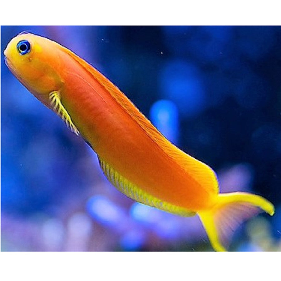 Golden Midas Blenny - Violet Aquarium