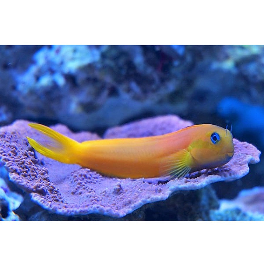 Golden Midas Blenny - Violet Aquarium