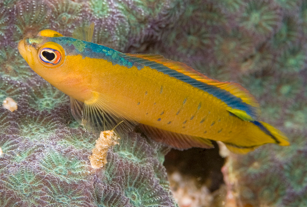 Rare Red Margin Dottyback