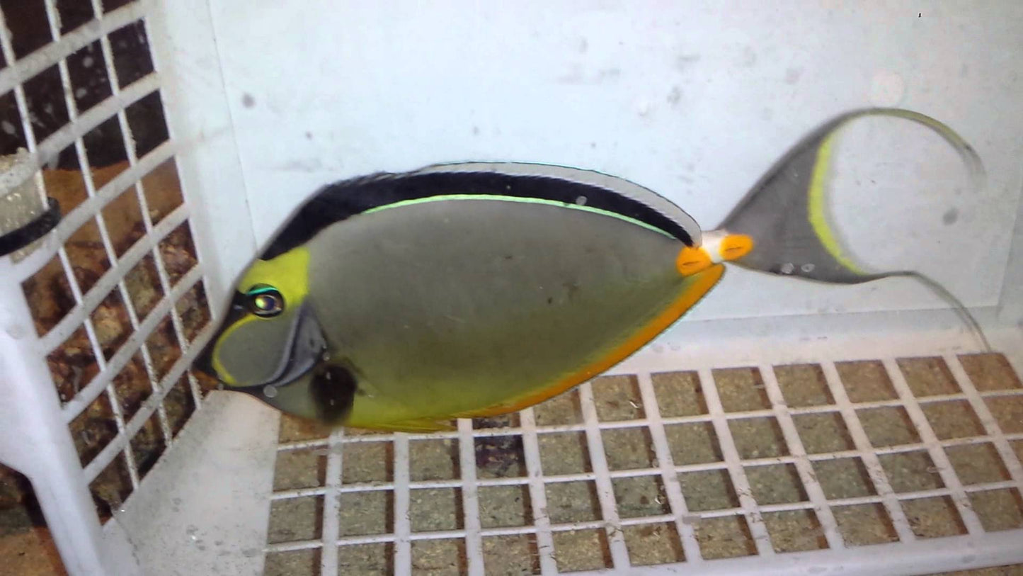 Naso Tang Size: XXL Streamers 7" and 9"