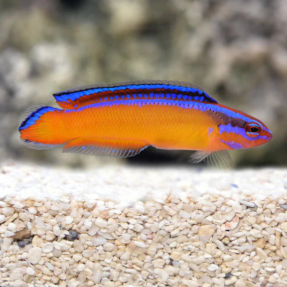 Oman Special Grade Neon Dottyback