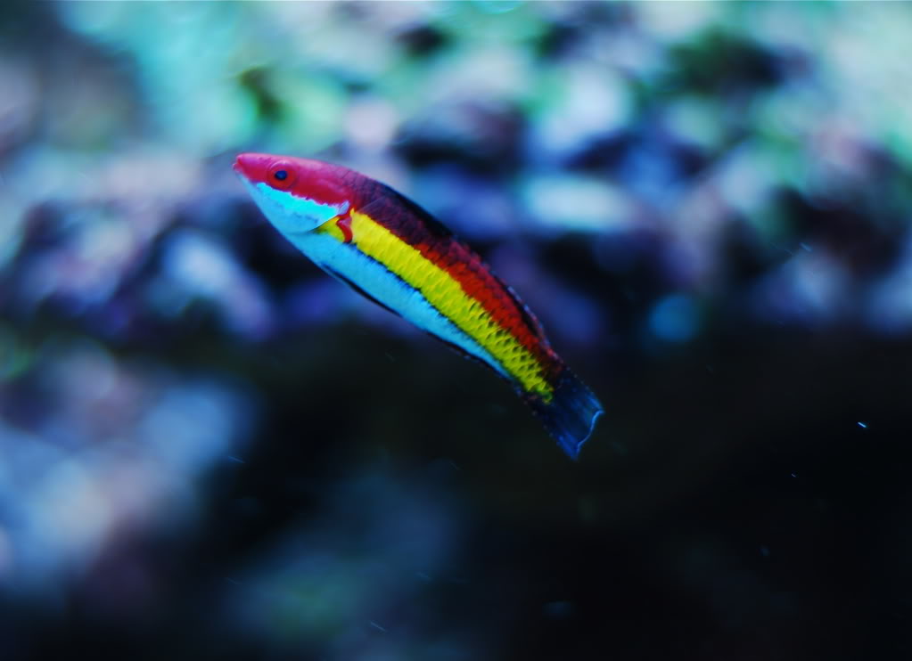 Naoko's Fairy Wrasse - Violet Aquarium
