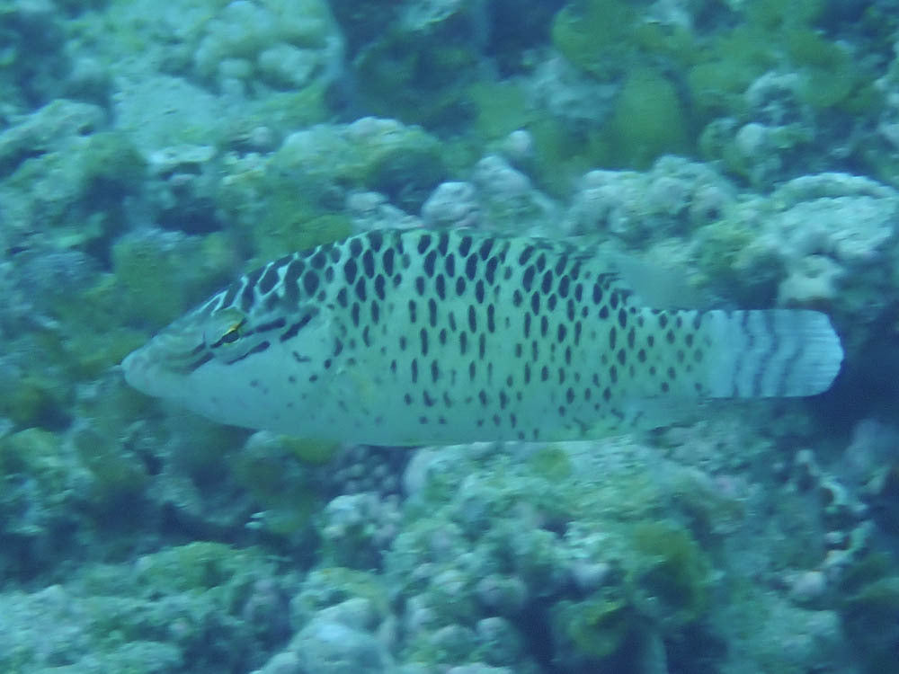 Napoleon Wrasse Juvenile Size: M 5" to 6"