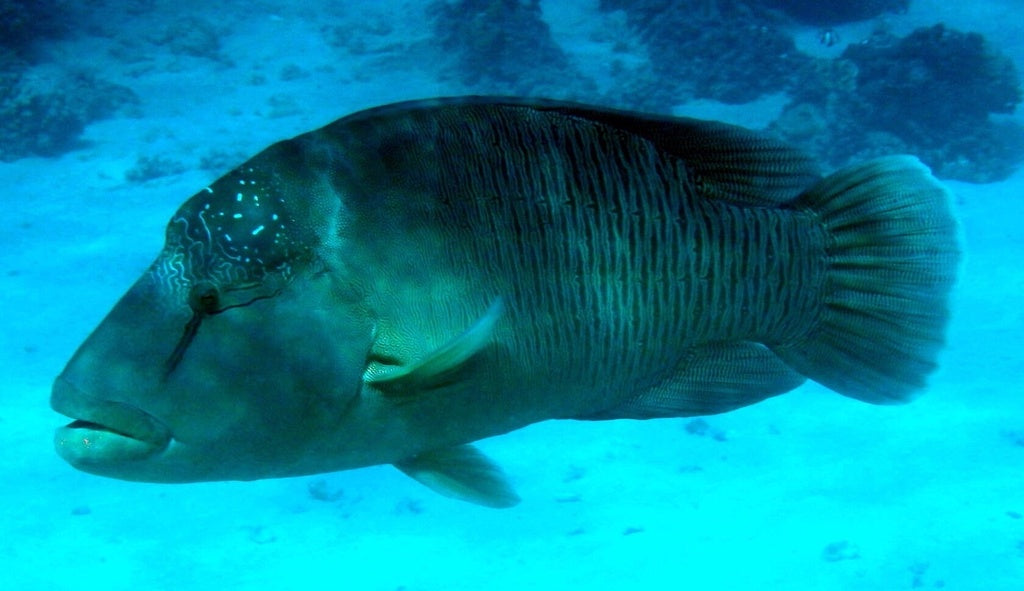 Napoleon Wrasse Juvenile Size: M 5" to 6"