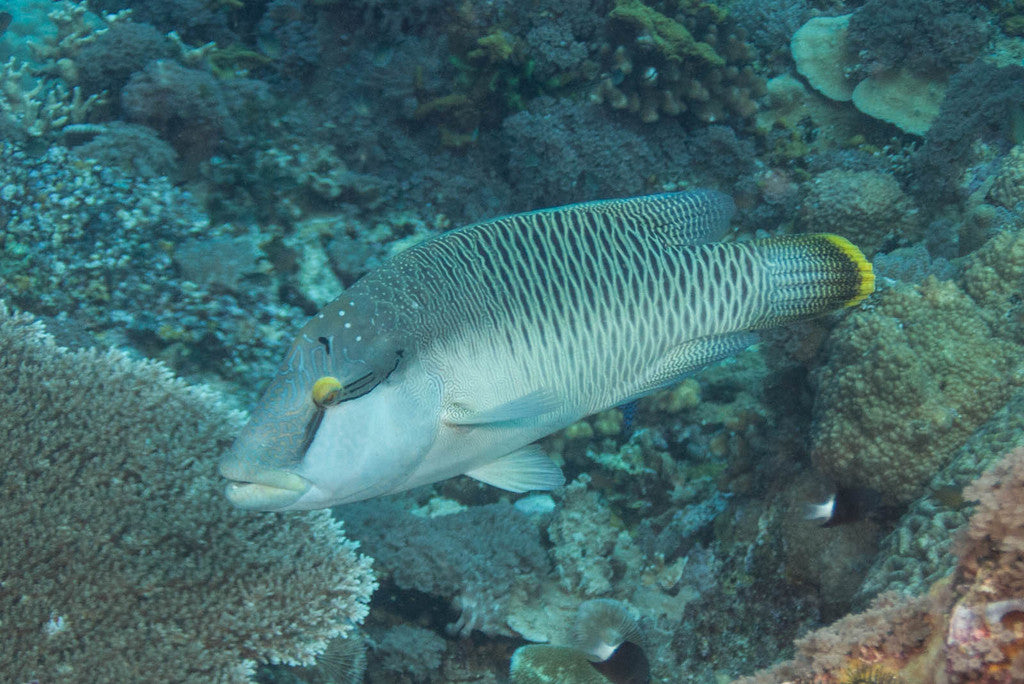 Napoleon Wrasse Juvenile Size: M 5" to 6"