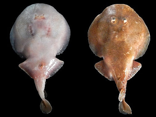 Electric Ray Size : ML 8" to 10"