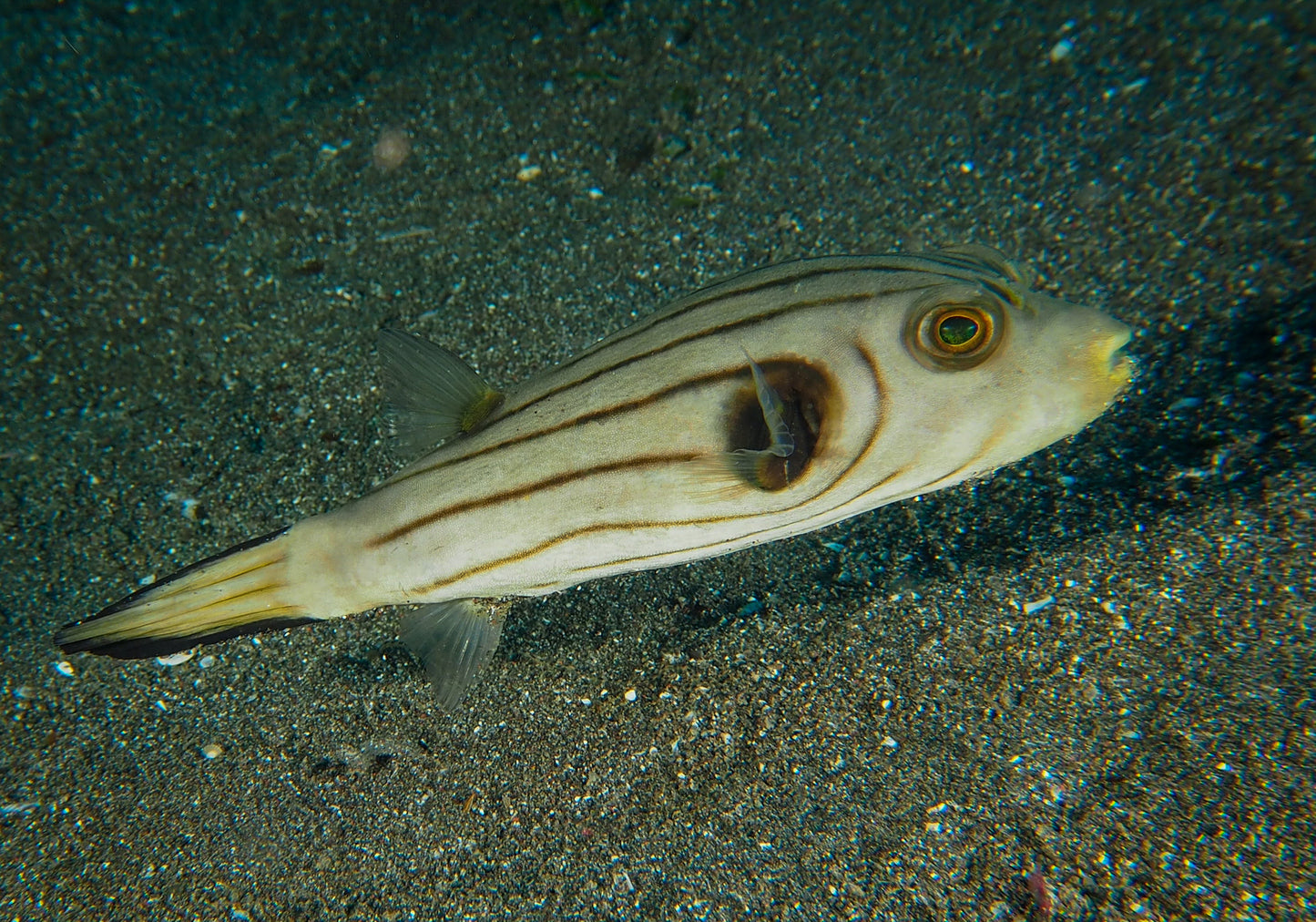 Manila Lined Pufferfish Size: M 3" to 4"