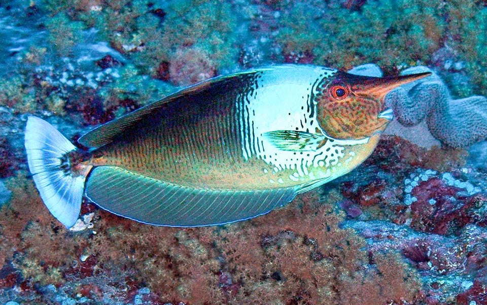 Longnose Spotted Unicorn Tang Size: Tiny 2" and Below