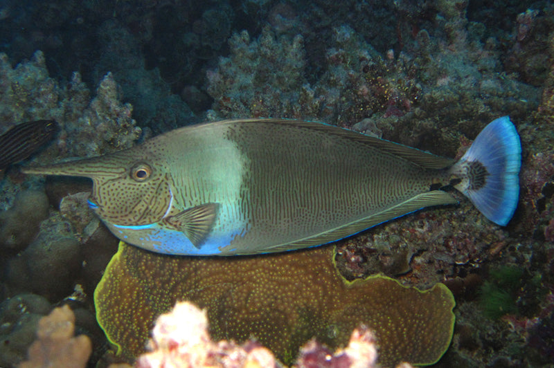 Longnose Spotted Unicorn Tang Size: Tiny 2" and Below