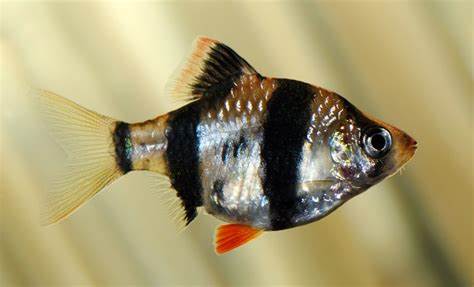 Tiger Barb Size: S 1" to 1.25"