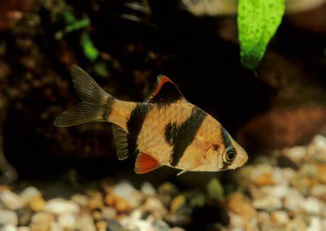 Tiger Barb Size: S 1" to 1.25"