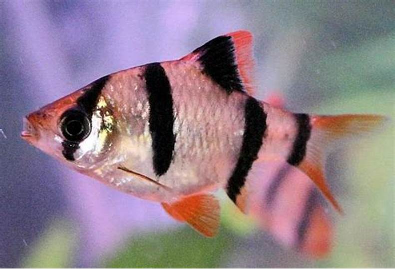 Tiger Barb Size: S 1" to 1.25"