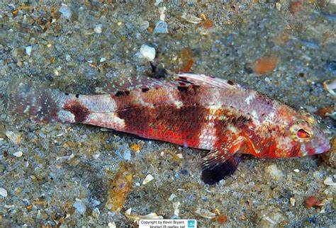 Pygmy Sea Bass