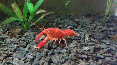 Lobster Orange Size: S 2.25" to 2.5"