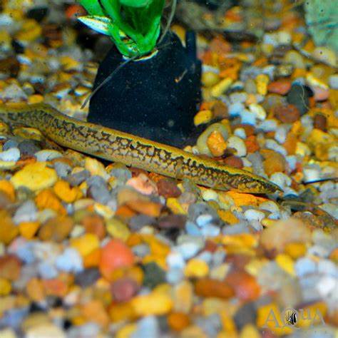 African Starry Night Eel
