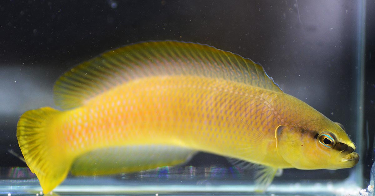 Rare Oman White Nosed Dottyback