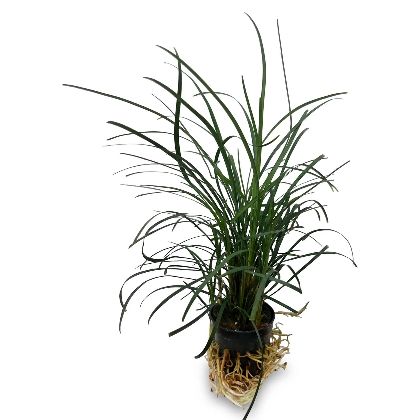 Mondo Grass / Ophiopogon Japonica