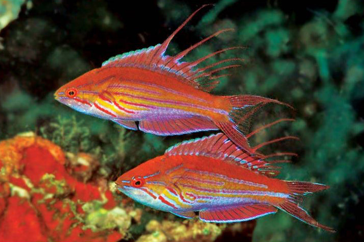 Rare Solomon Islands Filament Flasher Wrasse Size: XL 2.5" to 3.5"
