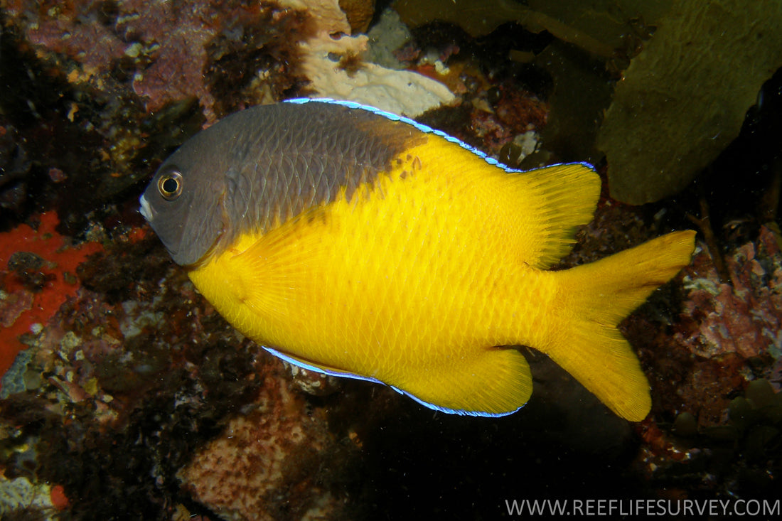 Bicolor Damselfish