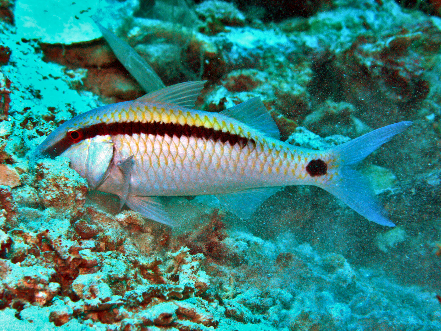 Longbarbel Goatfish