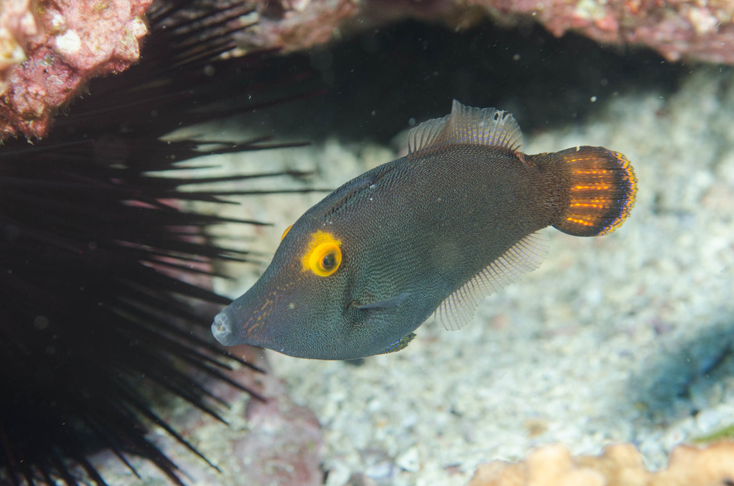 Rare Orange Eye Filefish (Tonga Special Grade) Size: M 2" to 2.5"