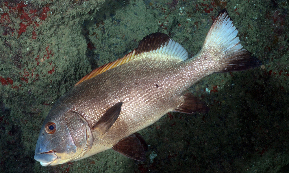 Yellow Lined Giant Sweetlips Size: S 2" to 3"