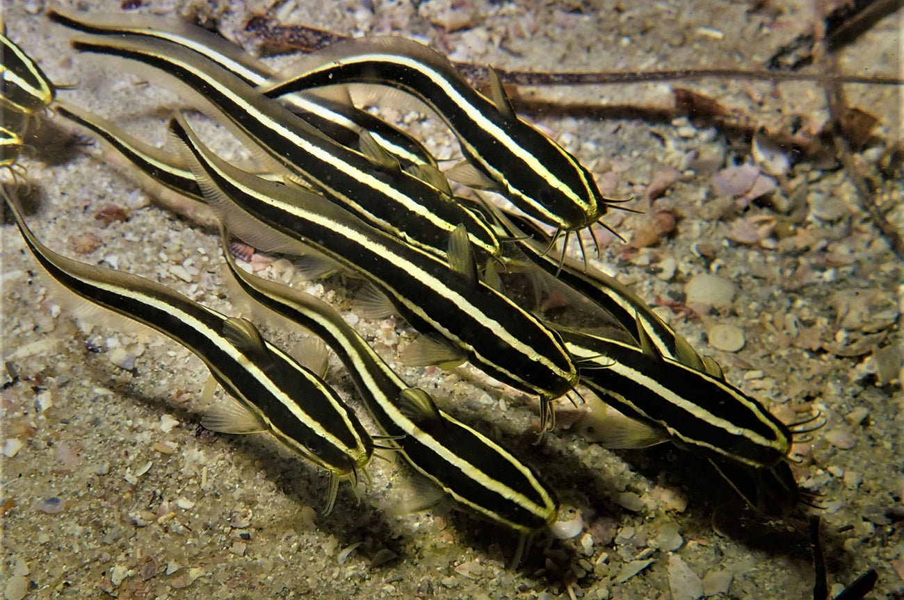 Coral Catfish Size: M 2" to 2.5"