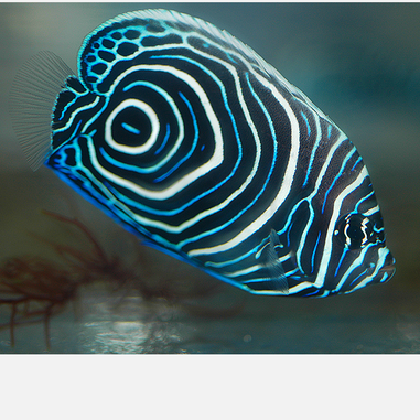Emperor Angelfish Juvenile - Violet Aquarium