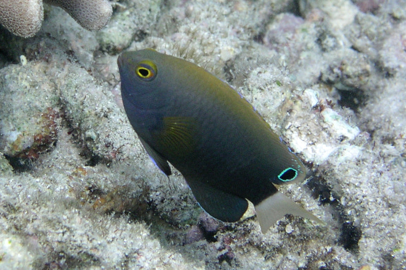 White Tail Damsel
