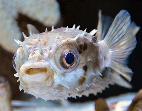 Hard Shell Porcupine Pufferfish Size: XL 5" to 6"