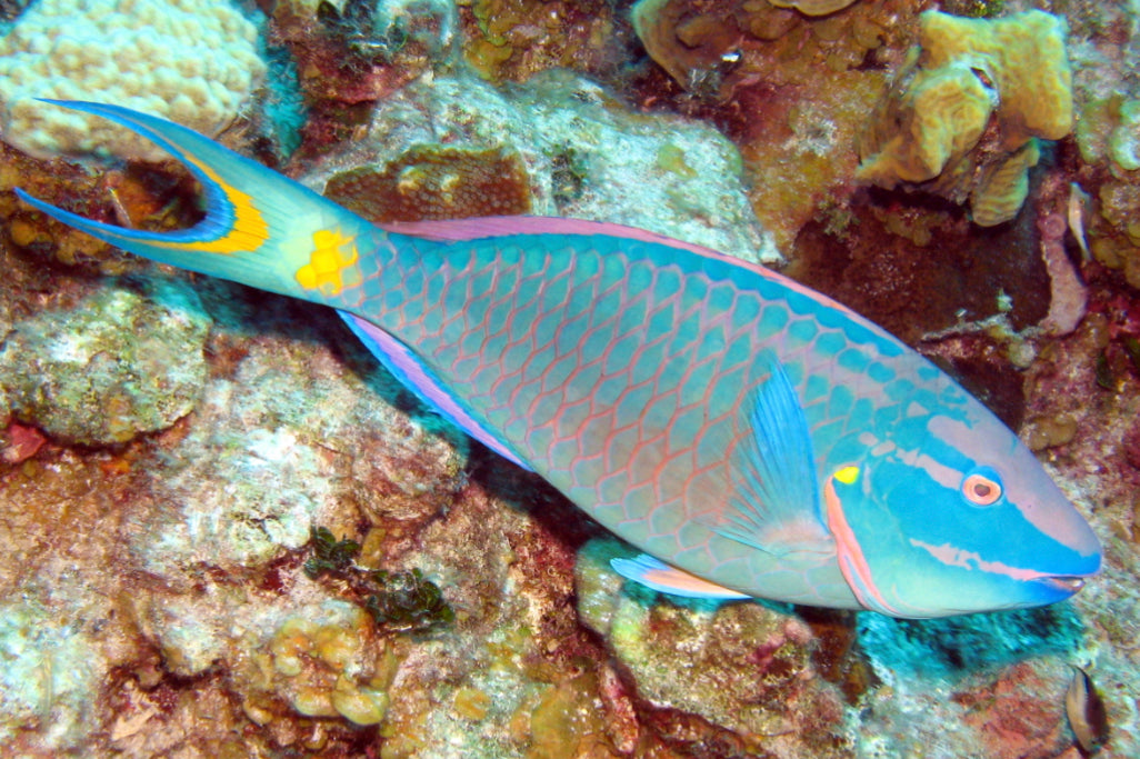Princess Parrotfish Size: ML 3" to 4"