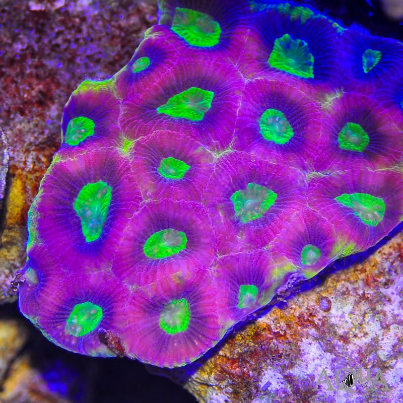 Prism Favite (Aquacultured)