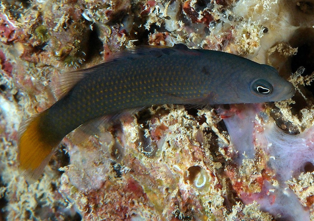 Marshall's Dottyback Size: S 1" to 2"