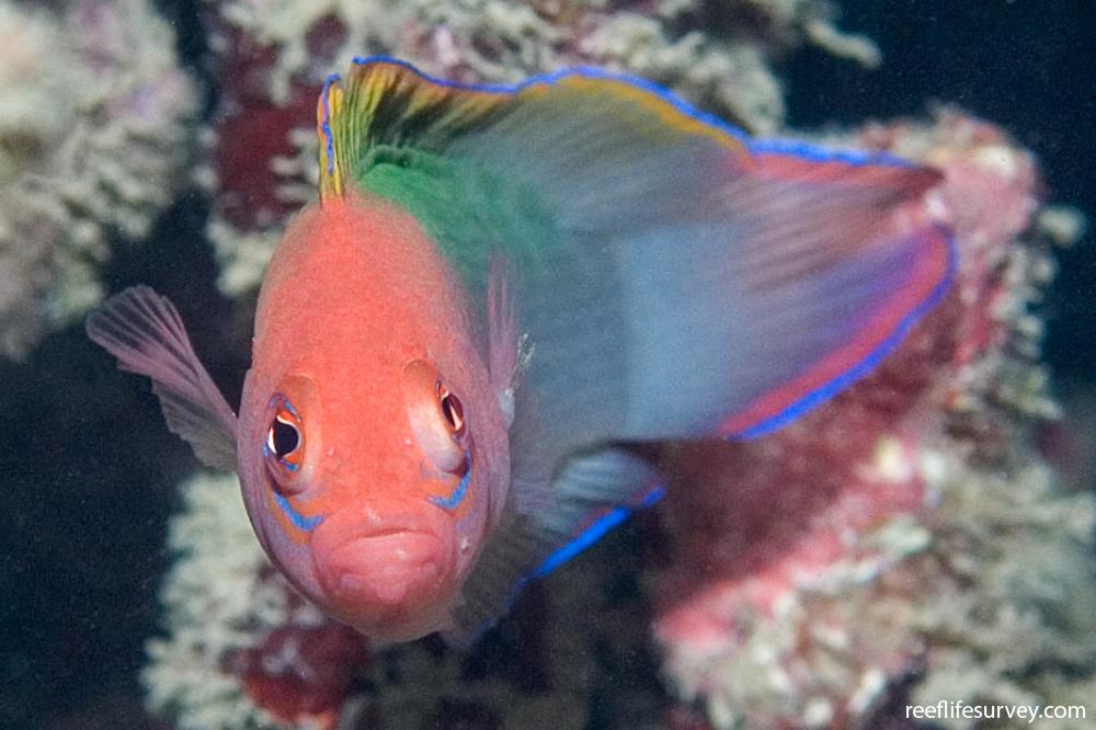 Australian Multicolor Dottyback Size: L 3" to 4"