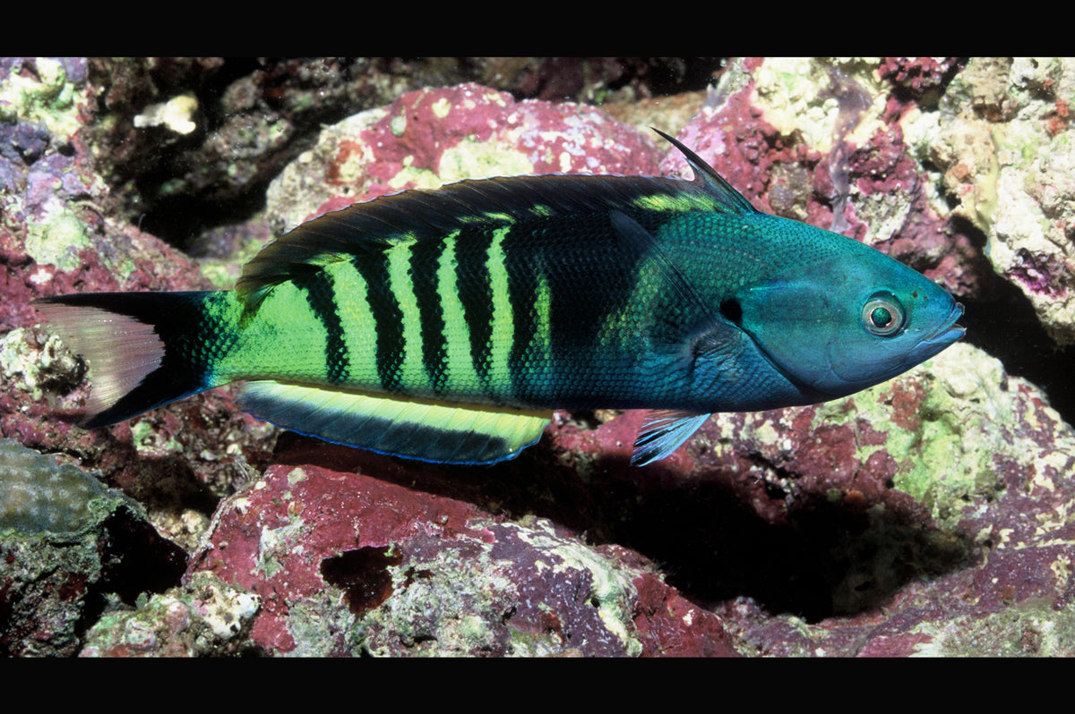 Rare Torpedo Wrasse Size: XL 4" to 5"