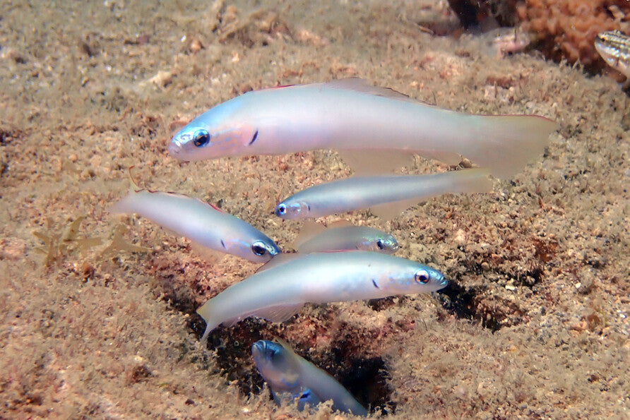 Pearly Gudgeon Dartfish Goby