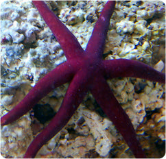 Purple Linckia Starfish