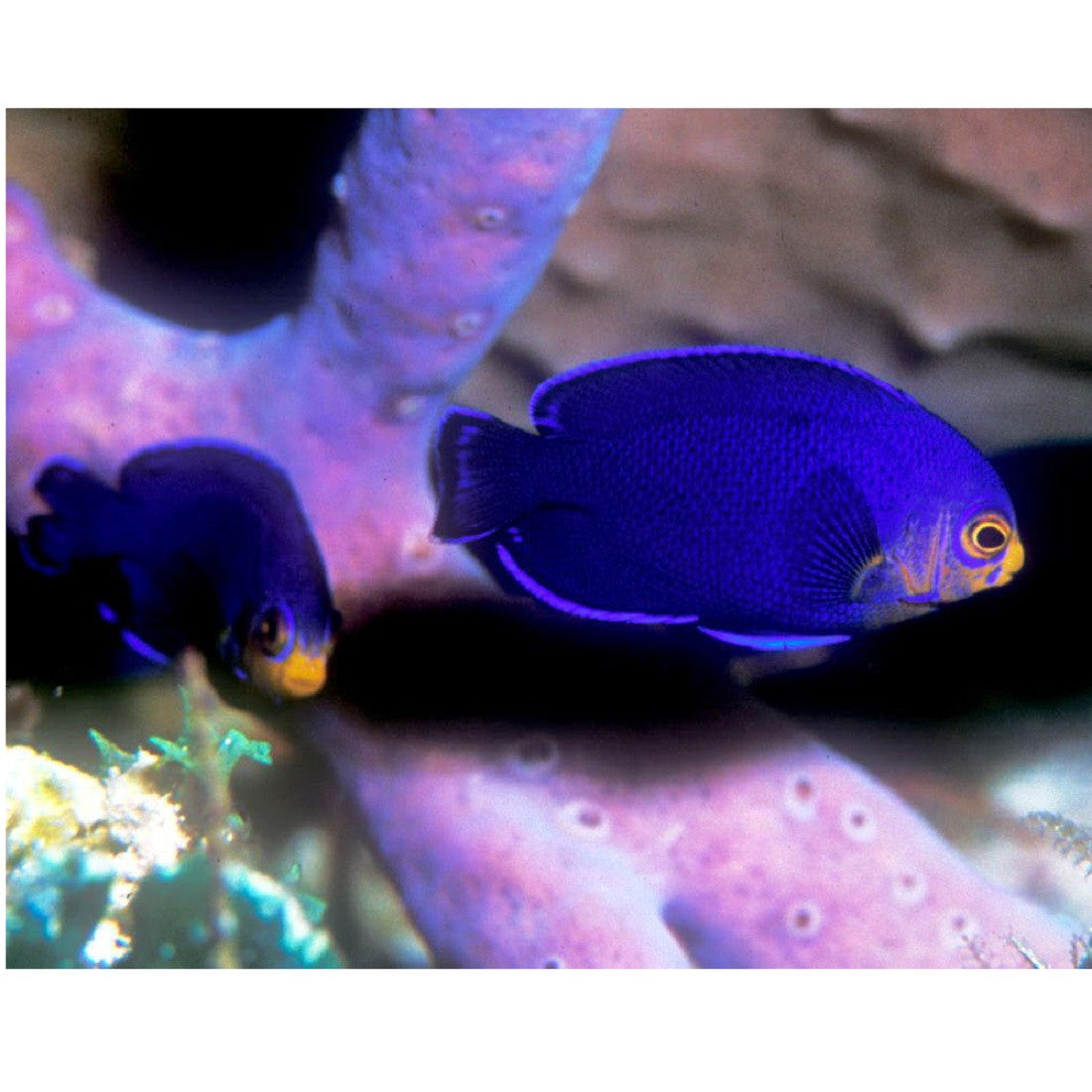 Cherub Angelfish - Violet Aquarium
