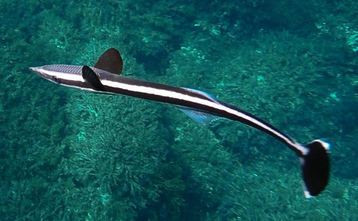 Remora Sucker Fish Size: ML 6" to 8"