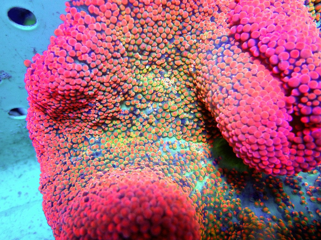 Aussie Rainbow Carpet Anemone Size: XXL/SHOW 12" to 24"