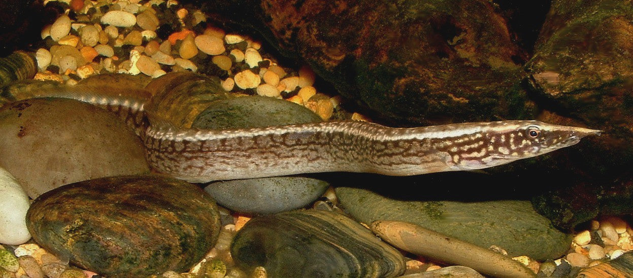 Tiretrack Eel